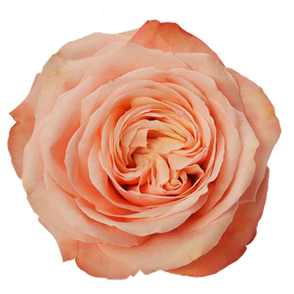 KAHALA ROSE