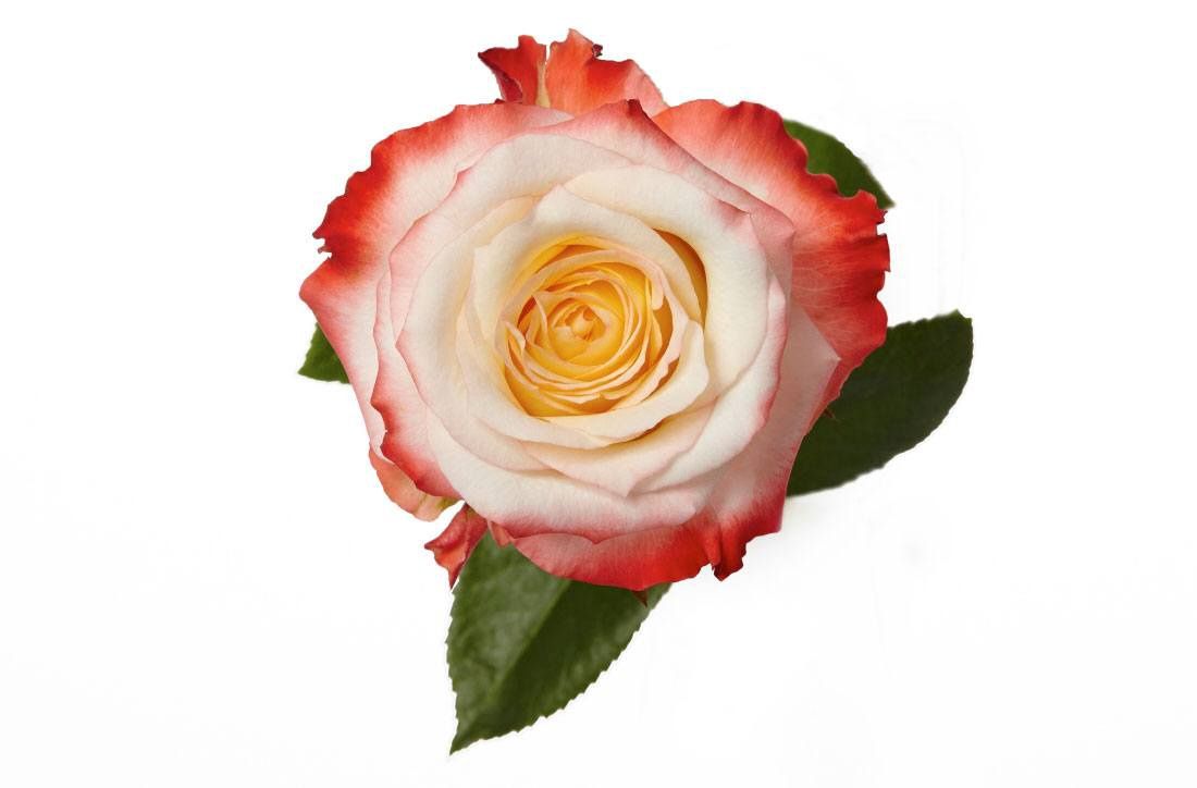 cabaret, Sizes: 40cm