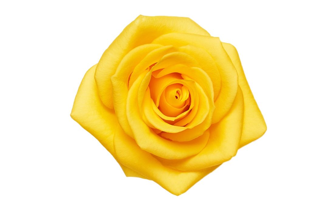 Momentum, Sizes: 40cm