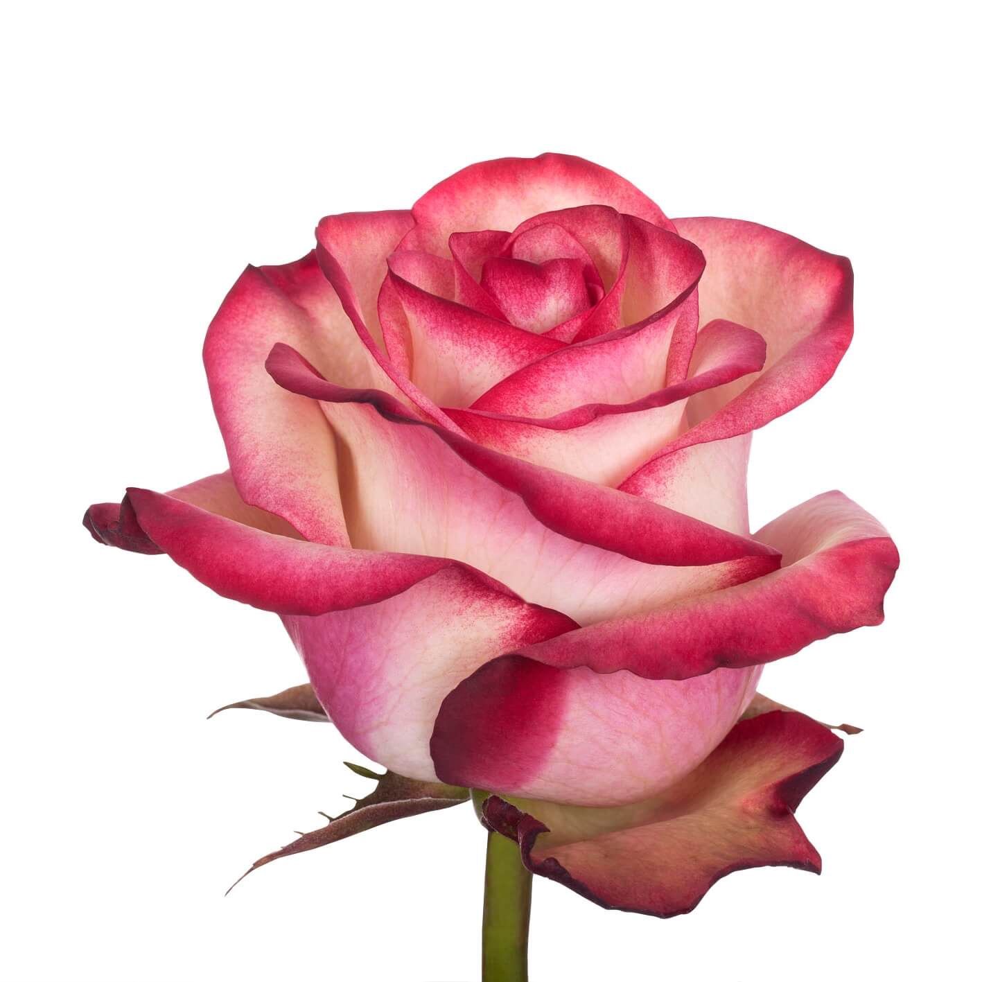 paloma, Size: 40cm