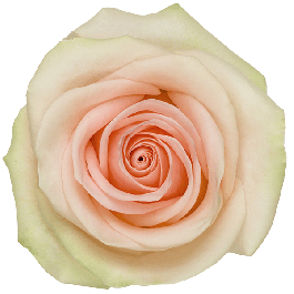 Salma
