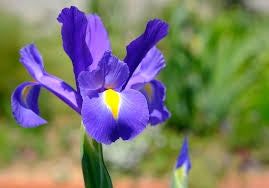blue iris