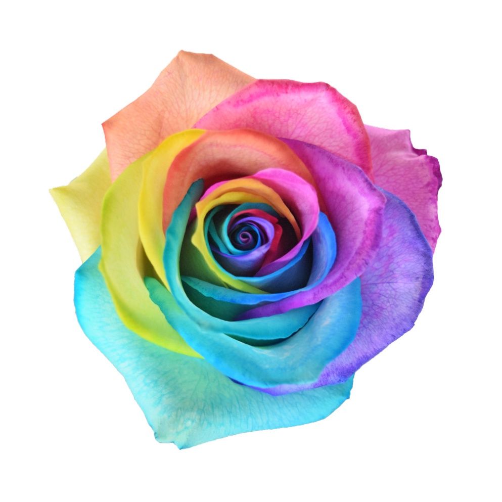 Rainbow roses, Sizes: 40 cm
