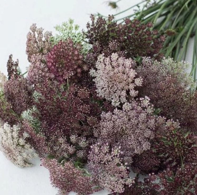 Queen Anne's Lace