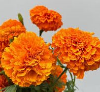 marigold
