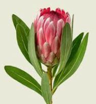 Protea