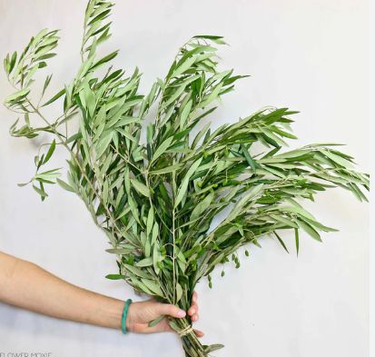 olive branch