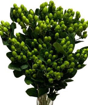 hypericum coffee bean