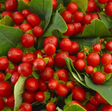 hypericum coffee bean
