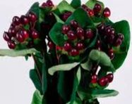 hypericum coffee bean