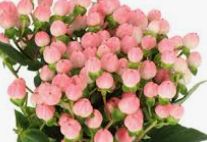 hypericum coffee bean