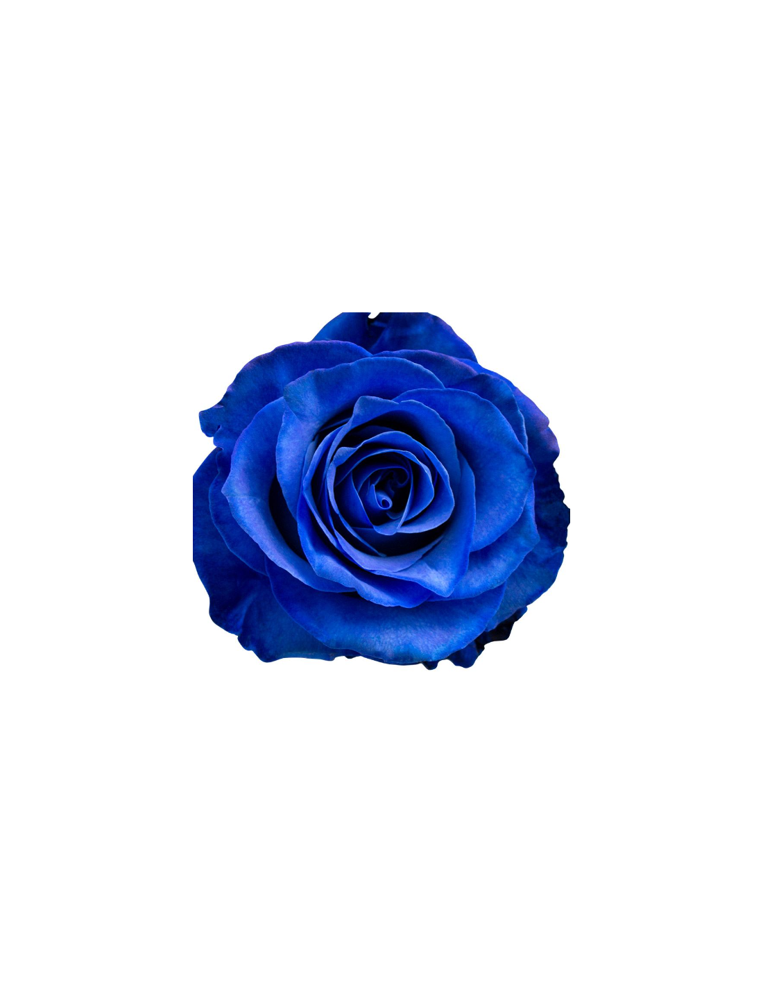 Blue roses, Sizes: 40cm