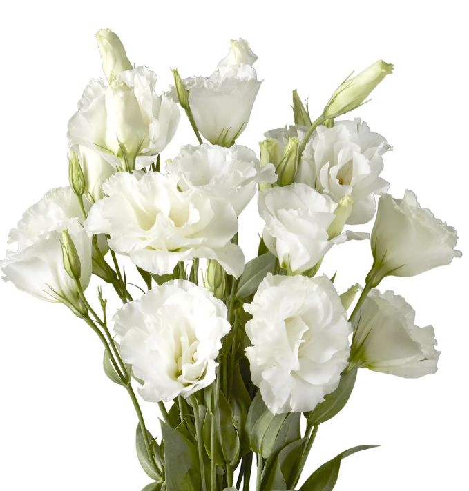lisianthus
