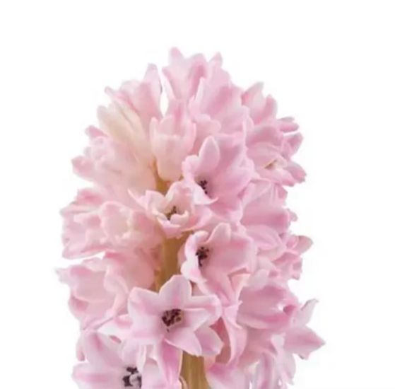 Hyacinth