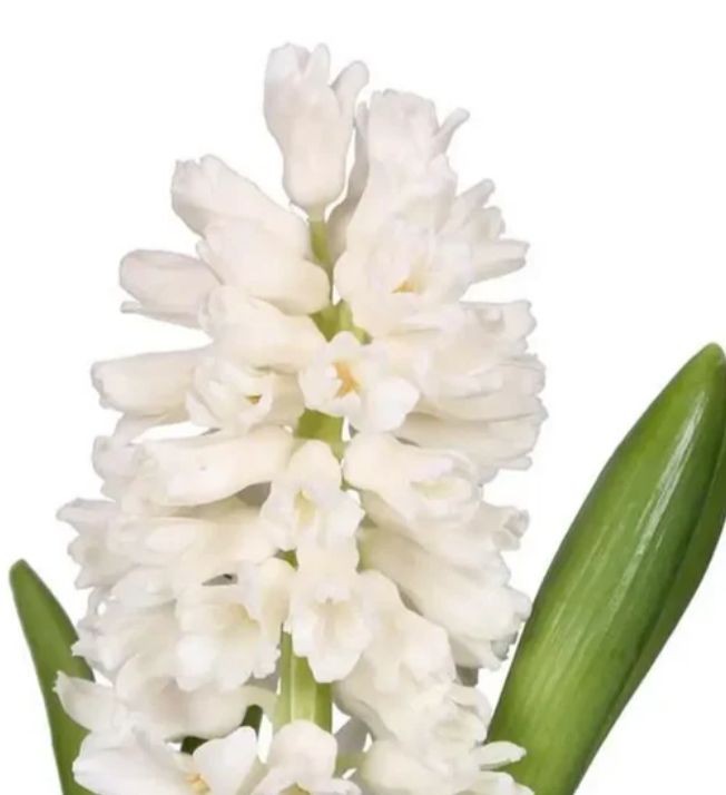 Hyacinth, Colors: white