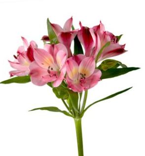 Alstromelia