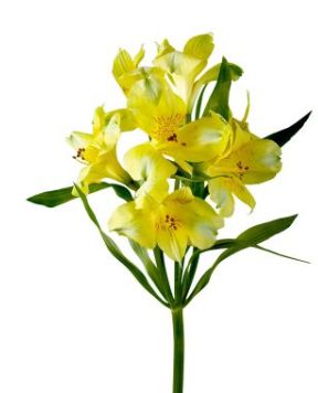 Alstromelia