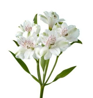 Alstromelia