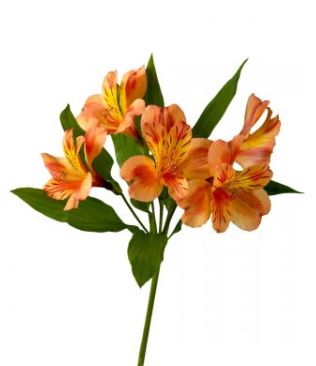Alstromelia
