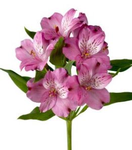 Alstromelia