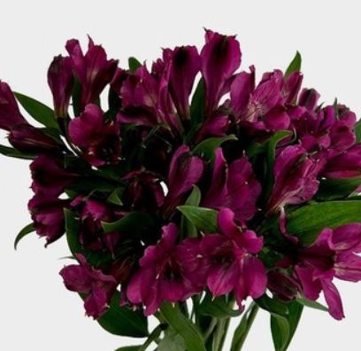 Alstromelia