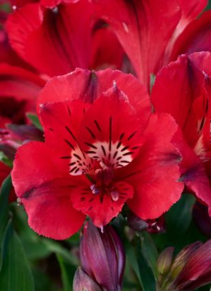 Alstromelia