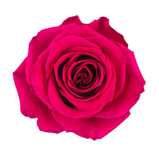 Queen berry, Sizes: 40cm