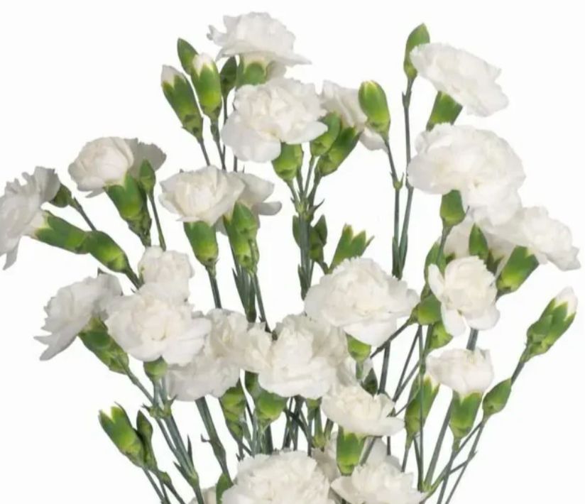 Mini Carnation
