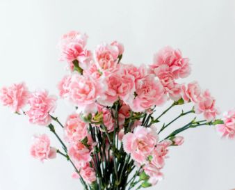 Mini Carnation