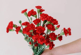 Mini Carnation