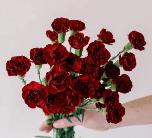 Mini Carnation