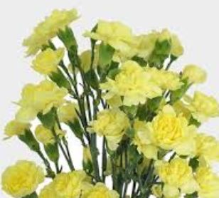 Mini Carnation