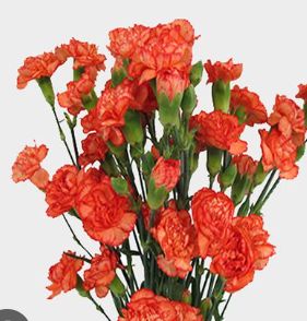 Mini Carnation