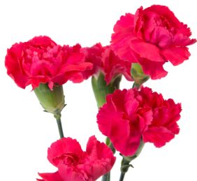 Mini Carnation