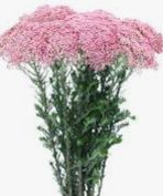 Rice Flower