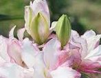 Rose Lily