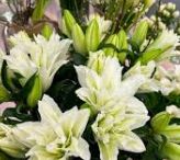 Rose Lily, Colors: White