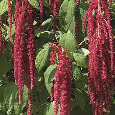 Amaranthus