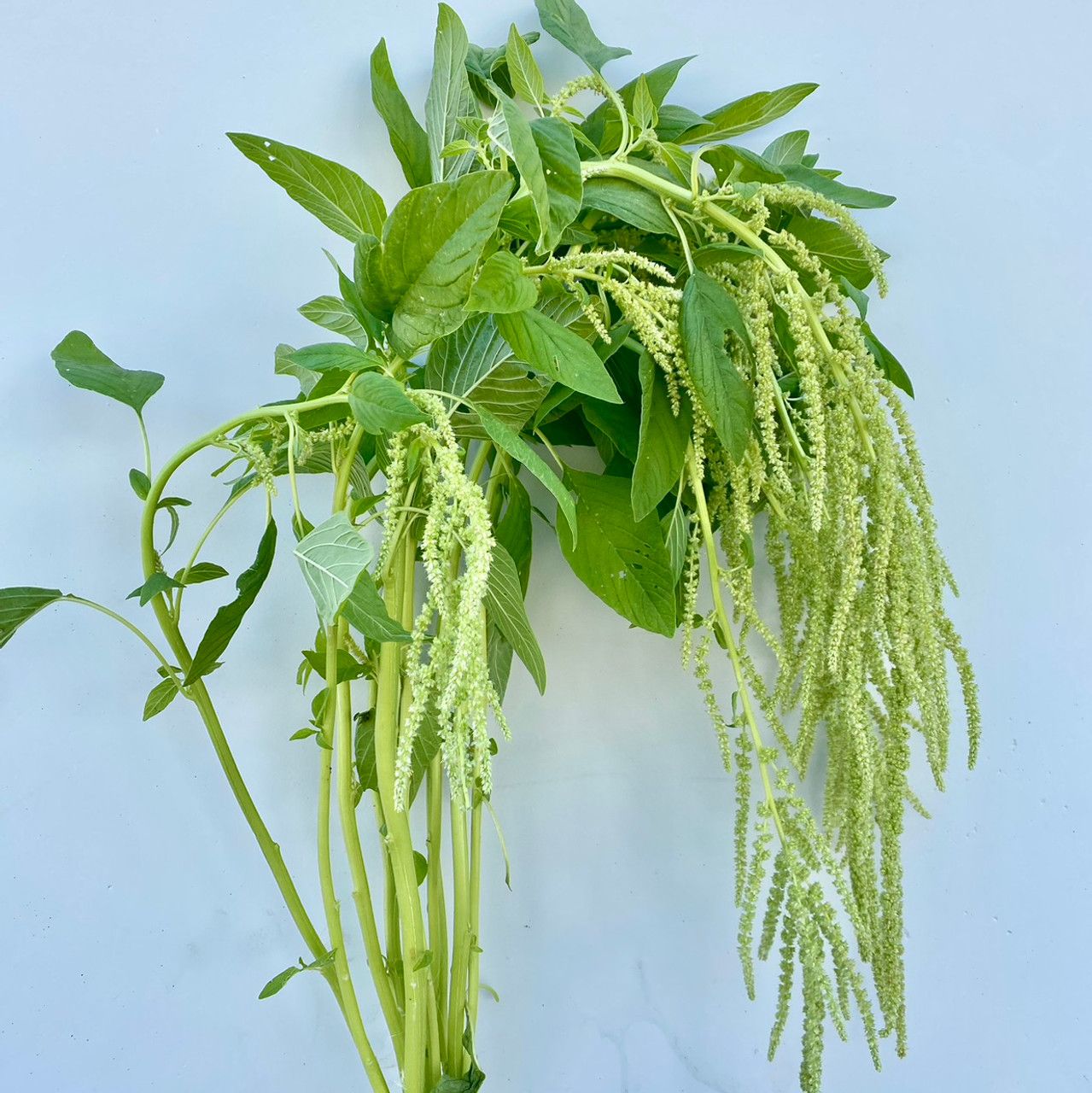 Amaranthus
