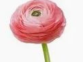 Ranunculus