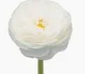 Ranunculus, Colors: White