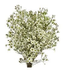 Wax flower, Colors: white