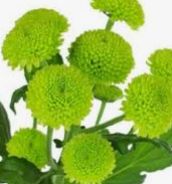 Button Pom