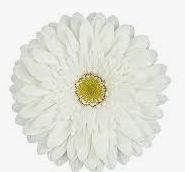 Mini Gerbera