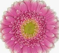 Mini Gerbera