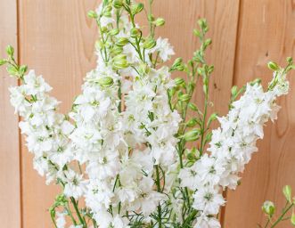 Larkspur