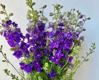 Larkspur