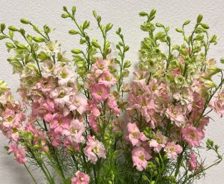 Larkspur