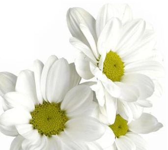 Daisy
