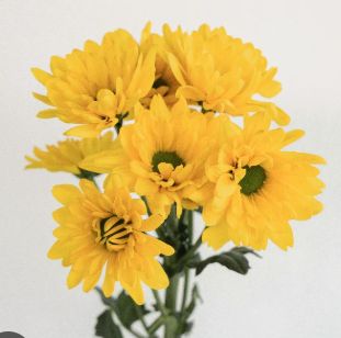 Daisy